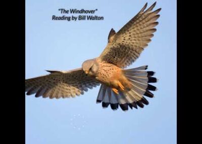 The Windhover Reading by Bill Walton